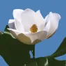 eau_de_magnolia_5_77y102f2xe.webp